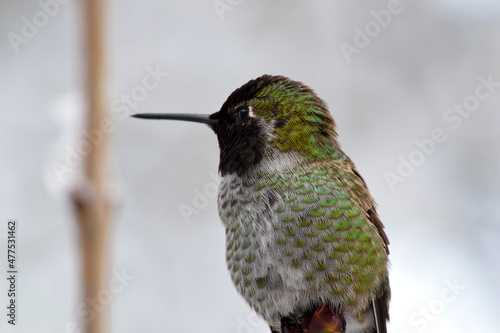 Green Feathered Hummingbird 02
