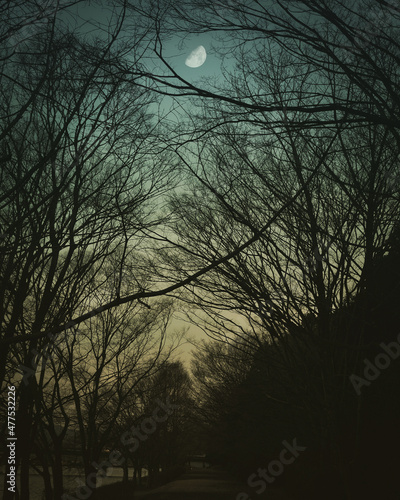 Branches and the moon