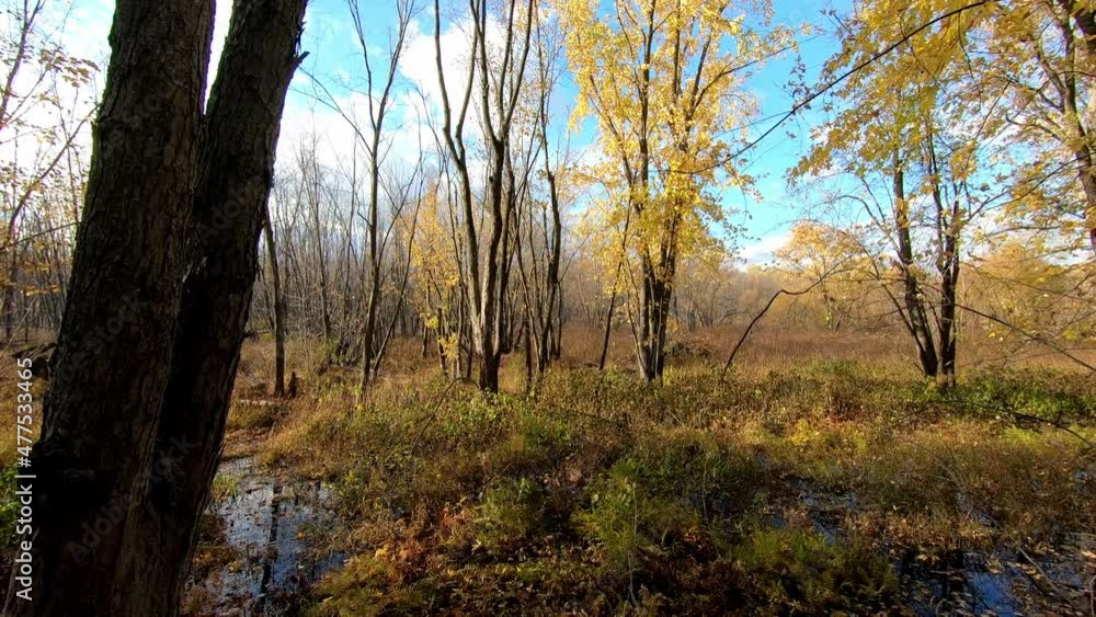 Autumn landscape in a woodland in the fall with colorful trees, blue sky and in a swamp Autumn landscape in a woodland in the fall with colorful trees, blue sky and in a swamp