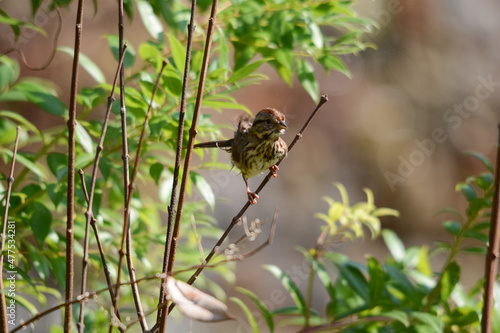 Song Sparrow sitting on a branch 