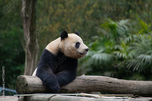 giant panda laying on some logs with ferns in behind photo