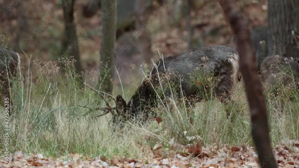 A mule deer buck grazes on grass growing between tree trunks with fallen leaves in the foreground while his herd moves around him and then walks off screen to the left. A mule deer buck grazes on grass growing between tree trunks with fallen leaves in the foreground while his herd moves around him and then walks off screen to the left.