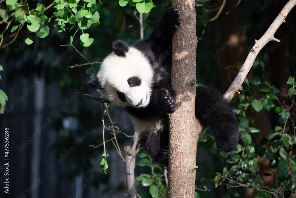 Fototapeta premium Giant Panda Cub up in a tree