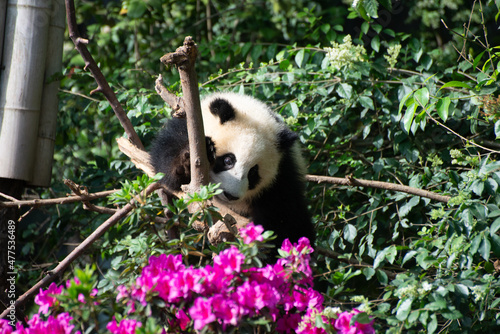 Fototapeta Naklejka Na Ścianę i Meble -  giant panda cub climbing up and smelling some flowers