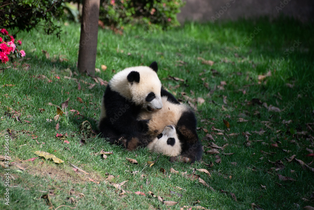 two giant panda cubs wrestling in the grass two giant panda cubs wrestling in the grass