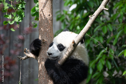 Fototapeta Naklejka Na Ścianę i Meble -  Giant Panda Cub climbing a tree