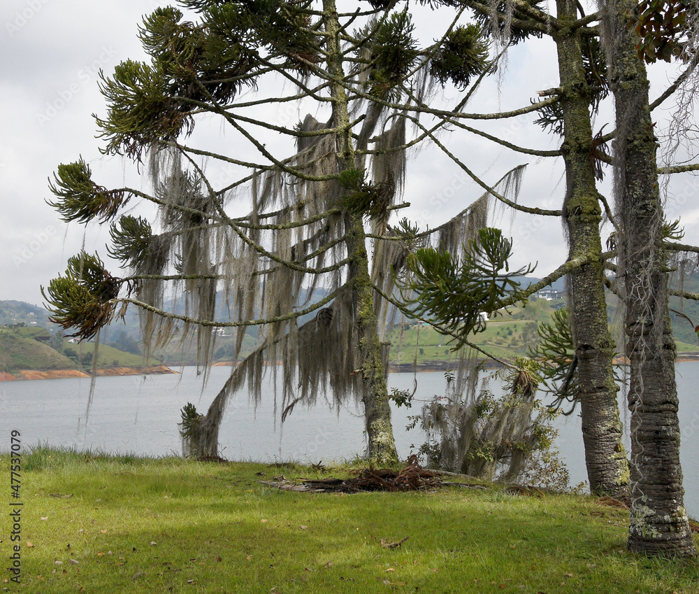 Araucaria trees festooned with Spanish moss (old lady's hair) on the