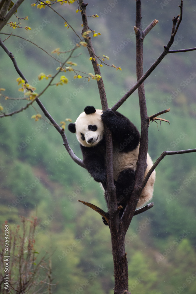 Obraz premium Giant Panda Cub climbing up in the trees