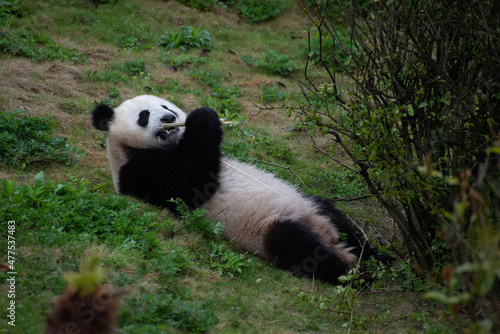 Giant Panda laying in the grass eating bamboo © Wandering Bear