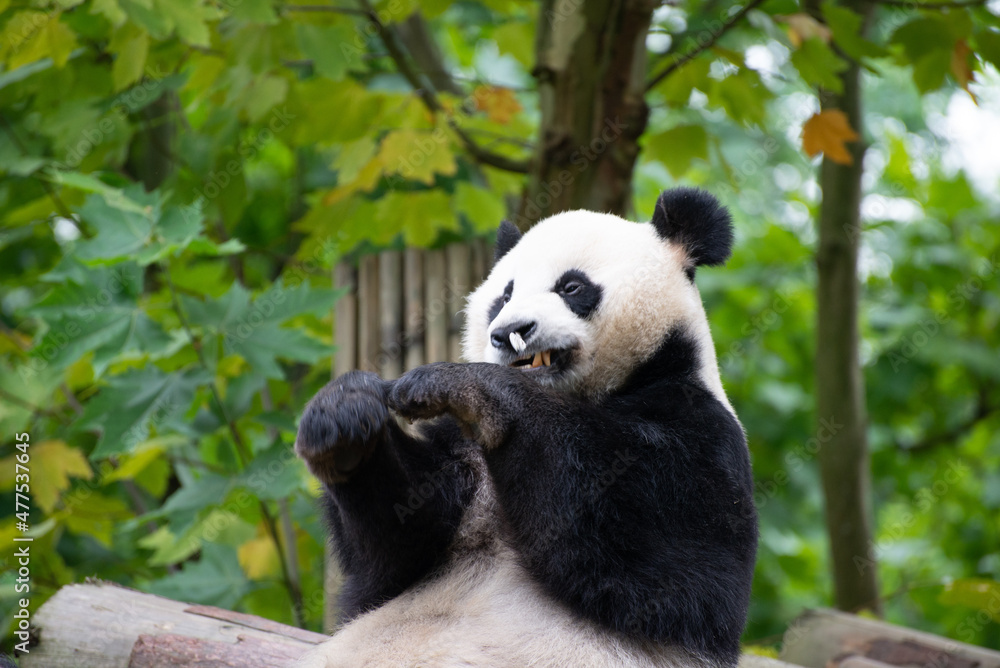 Fototapeta premium giant panda trying to catch a moth with its paws