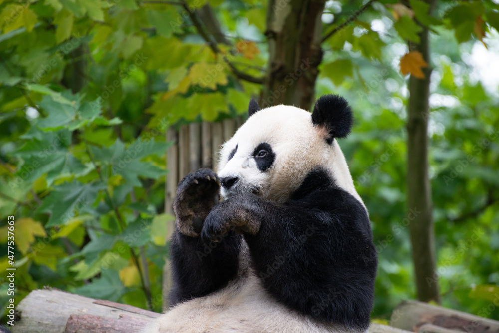 Naklejka premium giant panda trying to catch a moth with its paws