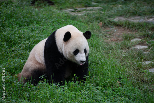 Giant Panda sitting in the grass © Wandering Bear