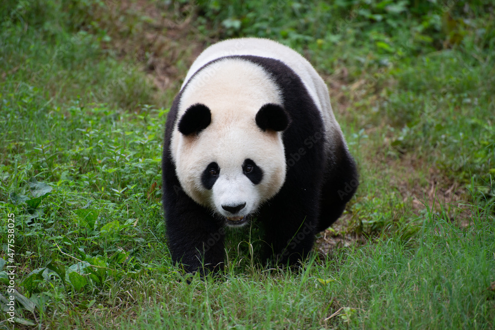 Naklejka premium Giant Panda walking through the green grass