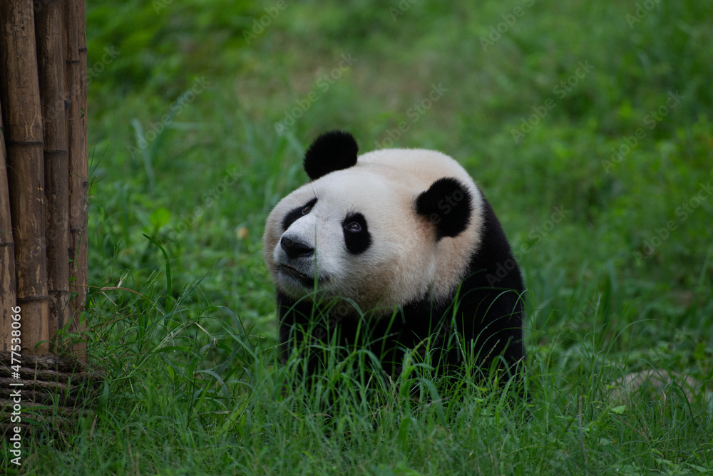 Giant Panda walking through the green grass Giant Panda walking through the green grass