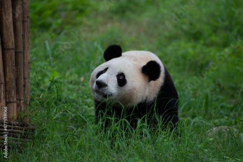 Giant Panda walking through the green grass © Wandering Bear