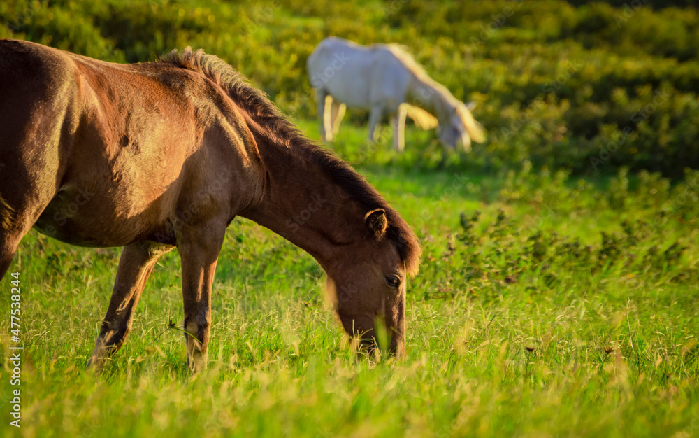 Two horses eating grass together in the field, hill with two horses eating grass, two horses in a meadow Two horses eating grass together in the field, hill with two horses eating grass, two horses in a meadow