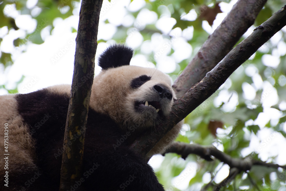 Obraz premium Giant Panda sleeping gently in a tree