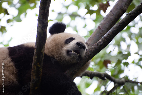 Fototapeta Naklejka Na Ścianę i Meble -  Giant Panda sleeping gently in a tree