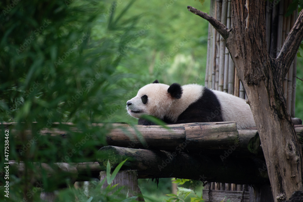 Giant Panda laying on a wood platform looking away