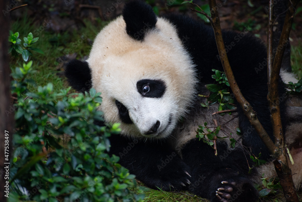 Obraz premium giant panda sitting on the grass looking at flowers