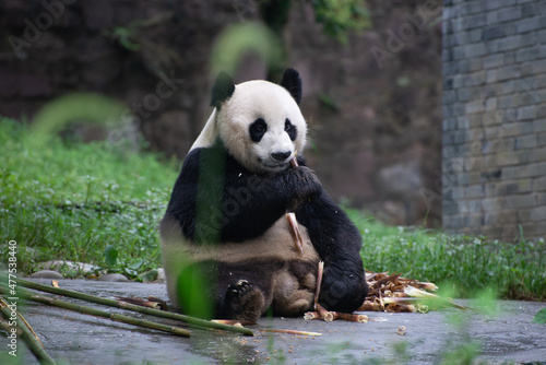 Giant Panda sitting down eating bamboo