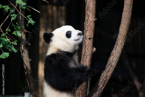 Fototapeta Naklejka Na Ścianę i Meble -  Giant Panda climbing up in the tree branches
