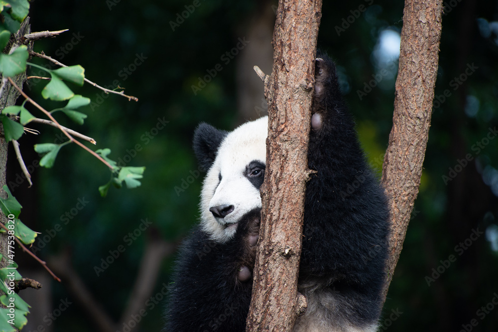 Fototapeta premium Giant Panda cub up in the tree branches