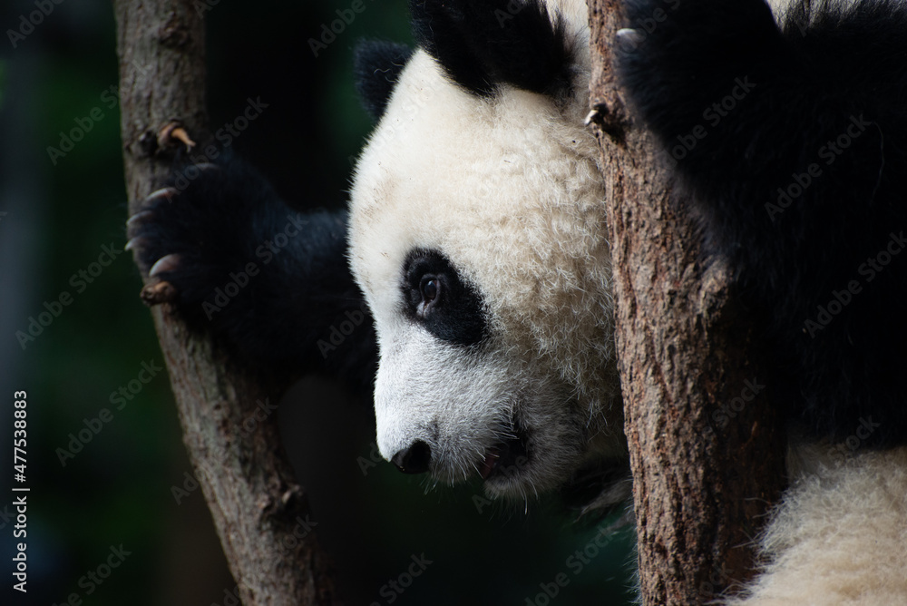 Obraz premium close up portrait of a giant panda cub in a tree