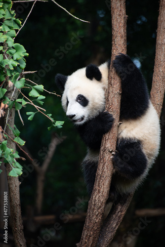 Fototapeta Naklejka Na Ścianę i Meble -  Giant Panda cub up in the tree branches