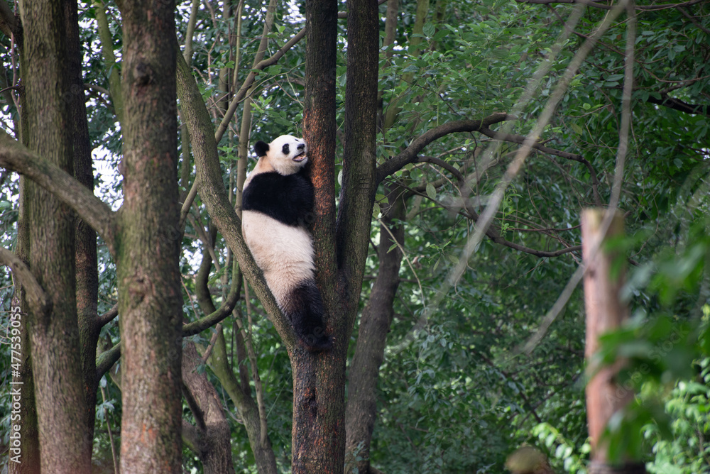 Obraz premium Giant panda up on a tree branch