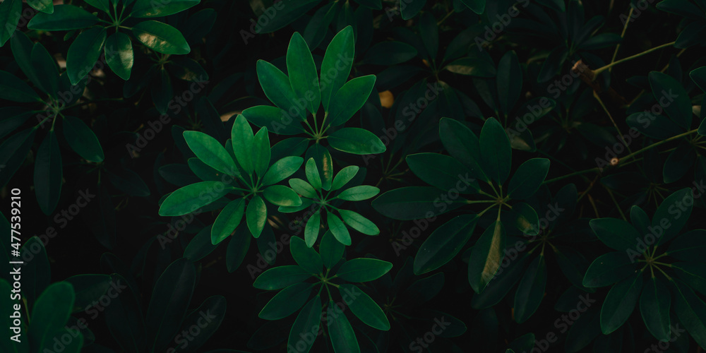 Closeup view of green leaf in garden, dark wallpaper concept, nature background, tropical leaf Closeup view of green leaf in garden, dark wallpaper concept, nature background, tropical leaf