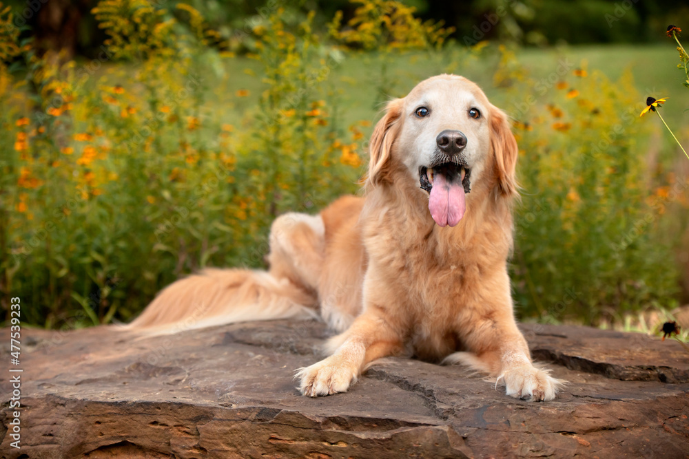 golden retriever sitting on rock in park