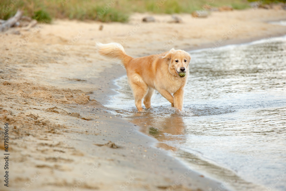 golden retriever running along shore golden retriever running along shore