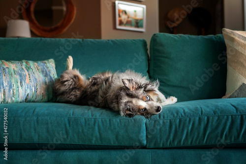 adorable sleepy mini aussie dog lying on turquoise sofa
