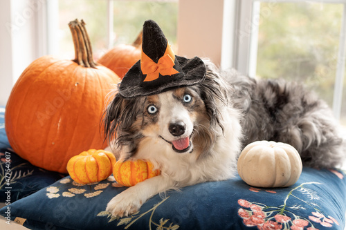 Fotografie adorable blue eyed mini aussie in witch's hat sitting with pumpkins inside