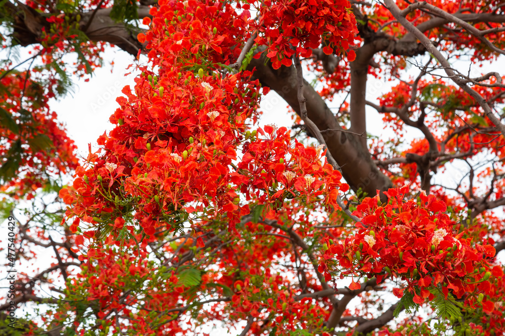 royal poinciana, (Delonix regia), also called flamboyant tree or peacock tree	