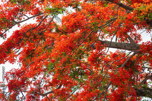 royal poinciana, (Delonix regia), also called flamboyant tree or peacock tree	 photo