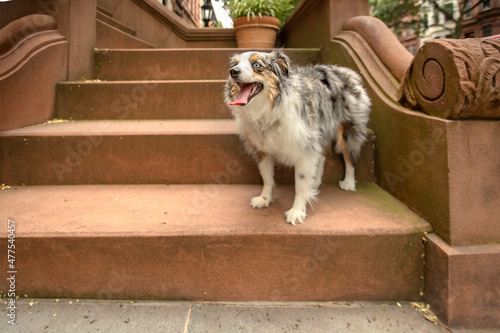 cute australian shepherd dog panting and smiling on brooklyn brownstone steps