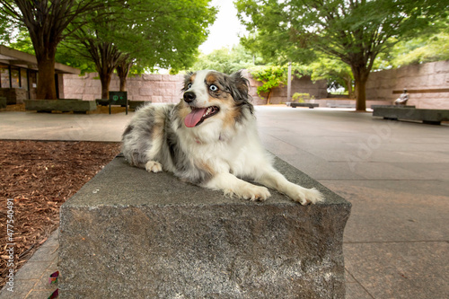 cute dog on stone bench at fdr memorial photo