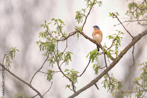 bluebird in tree on foggy day photo