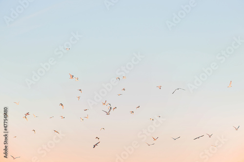 sunset with seagullshoto.com