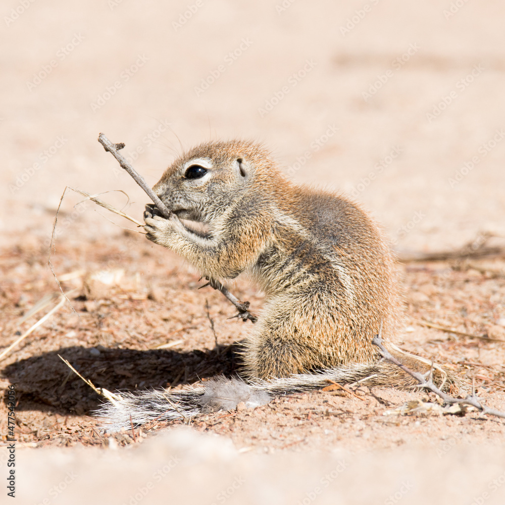 Kgalagadi Transfrontier National Par: Ground squirrel Kgalagadi Transfrontier National Par: Ground squirrel