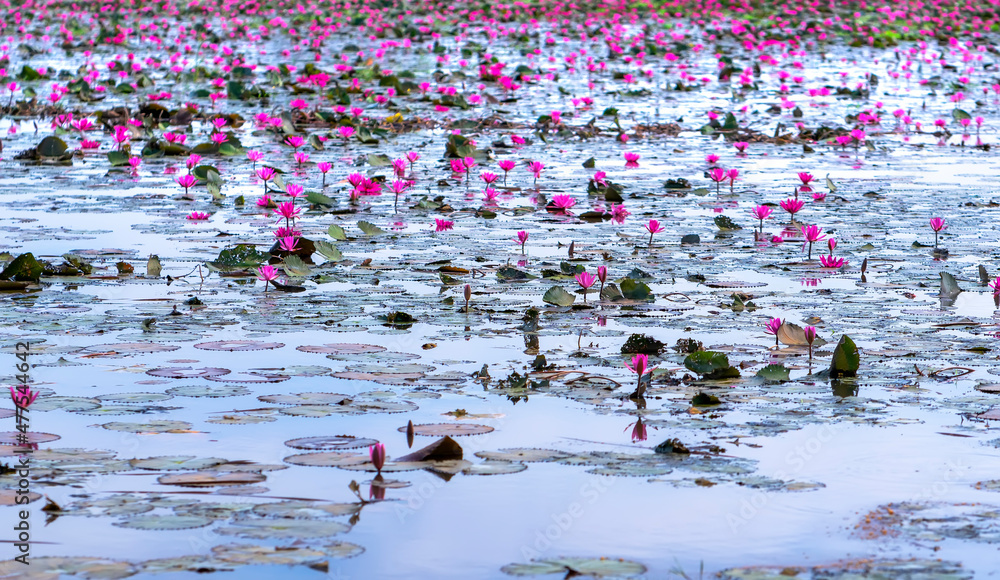 Fields water lilies bloom season in a large flooded lagoon. Flowers grow naturally when the flood water is high, represent the purity, simplicity