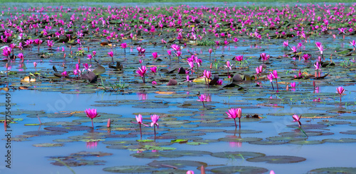 Fields water lilies bloom season in a large flooded lagoon. Flowers grow naturally when the flood water is high, represent the purity, simplicity