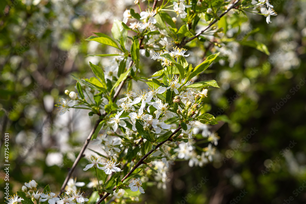 Cherry branch with white flowers and green fresh leaves and buds is on a blurred background in a park in spring