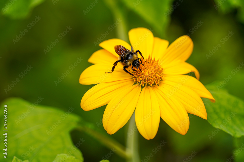 bee on yellow flower bee on yellow flower