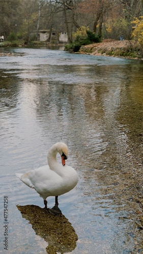 duck in the water