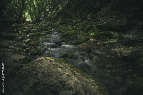 stream in the forest