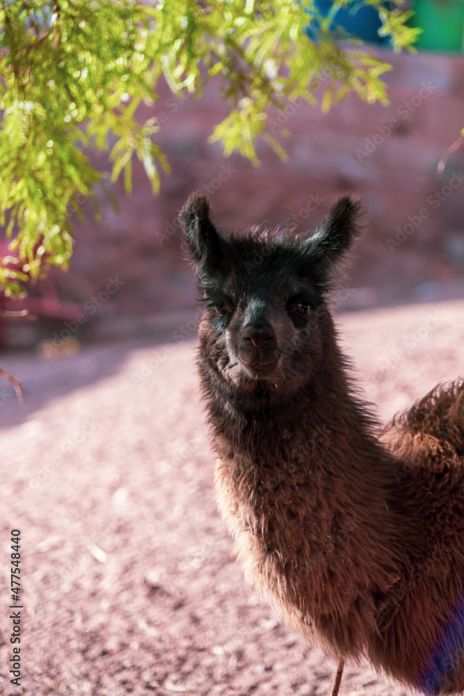Obraz premium llama in the zoo
