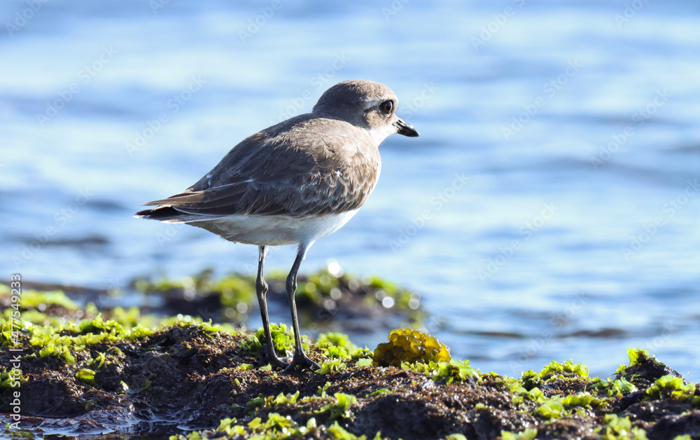 Lesser sand plover on the rock. Charadrius mongolus. The lesser sand plover is a small wader in the plover family of birds. Lesser sand plover on the rock. Charadrius mongolus. The lesser sand plover is a small wader in the plover family of birds.